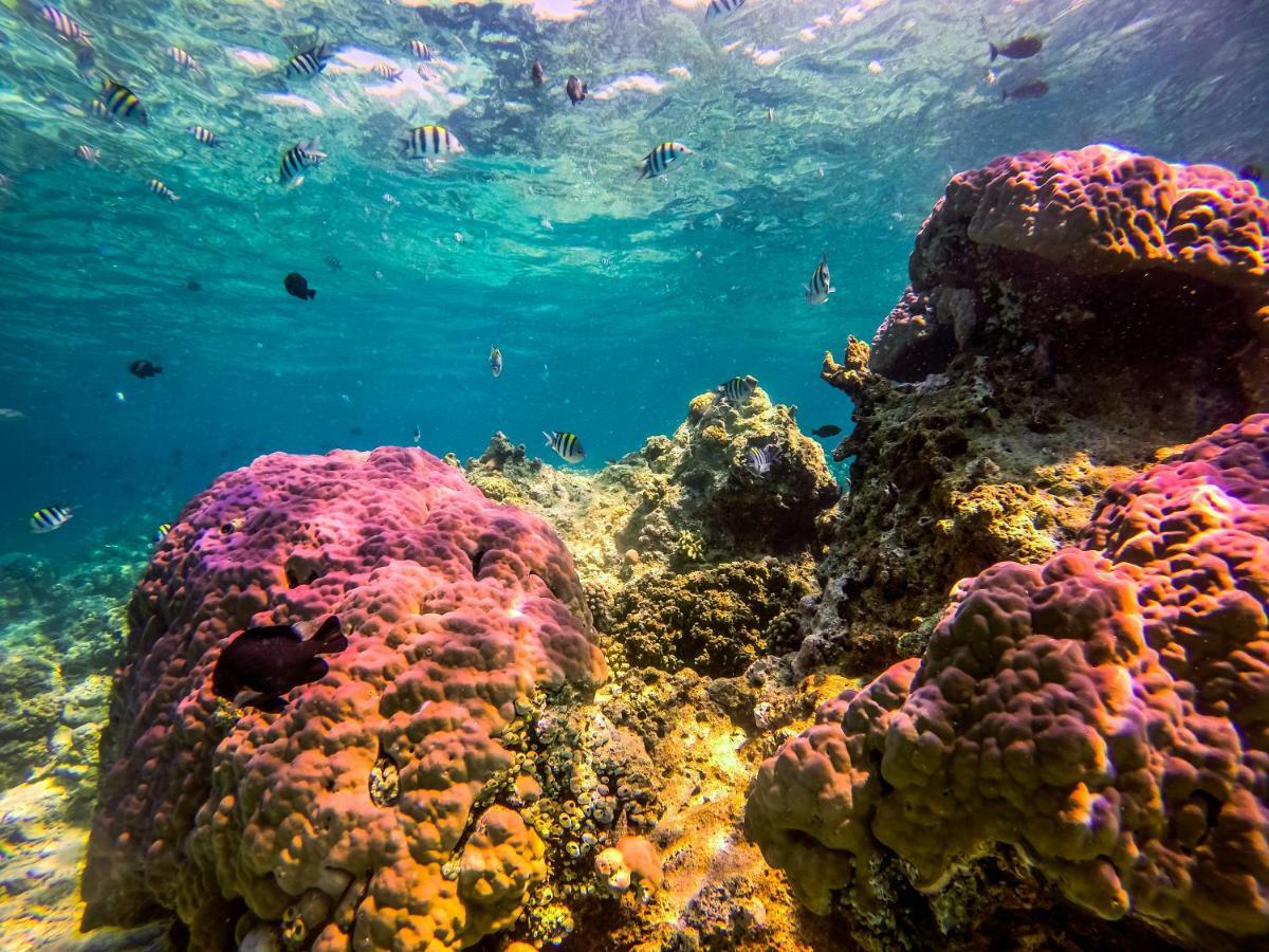 Dpm Koh Tao Diving Hotel & Bar Exterior photo
